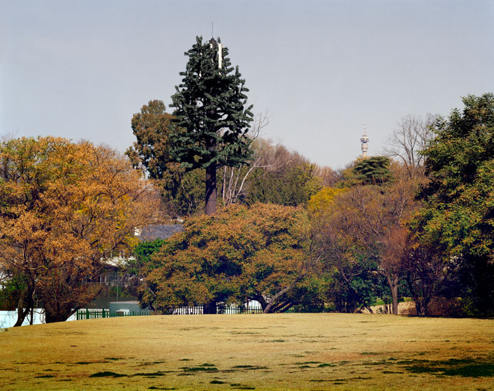 Hans Wilschut Fotografie » The Largest Man Made Forest In The World
