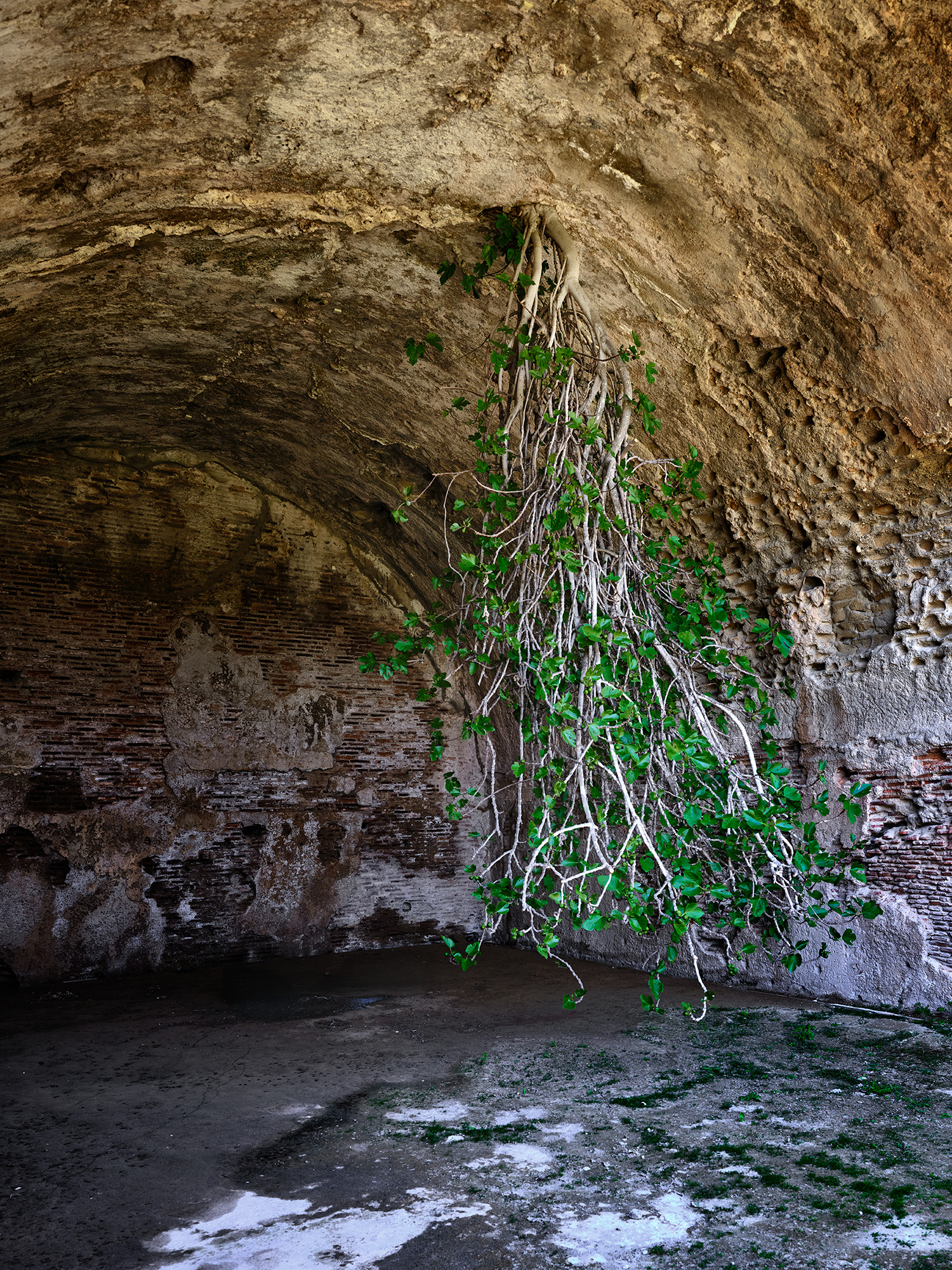 The Descending Fig Tree
