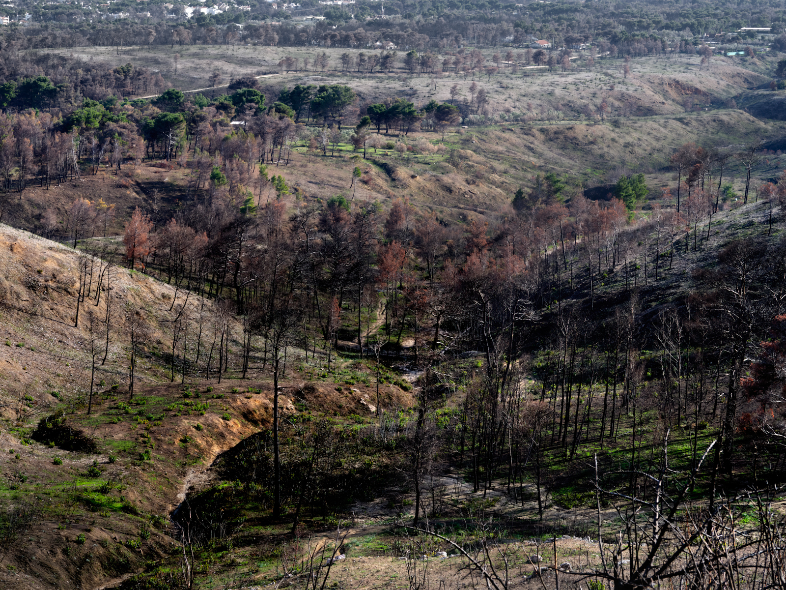 Restorativelandscape