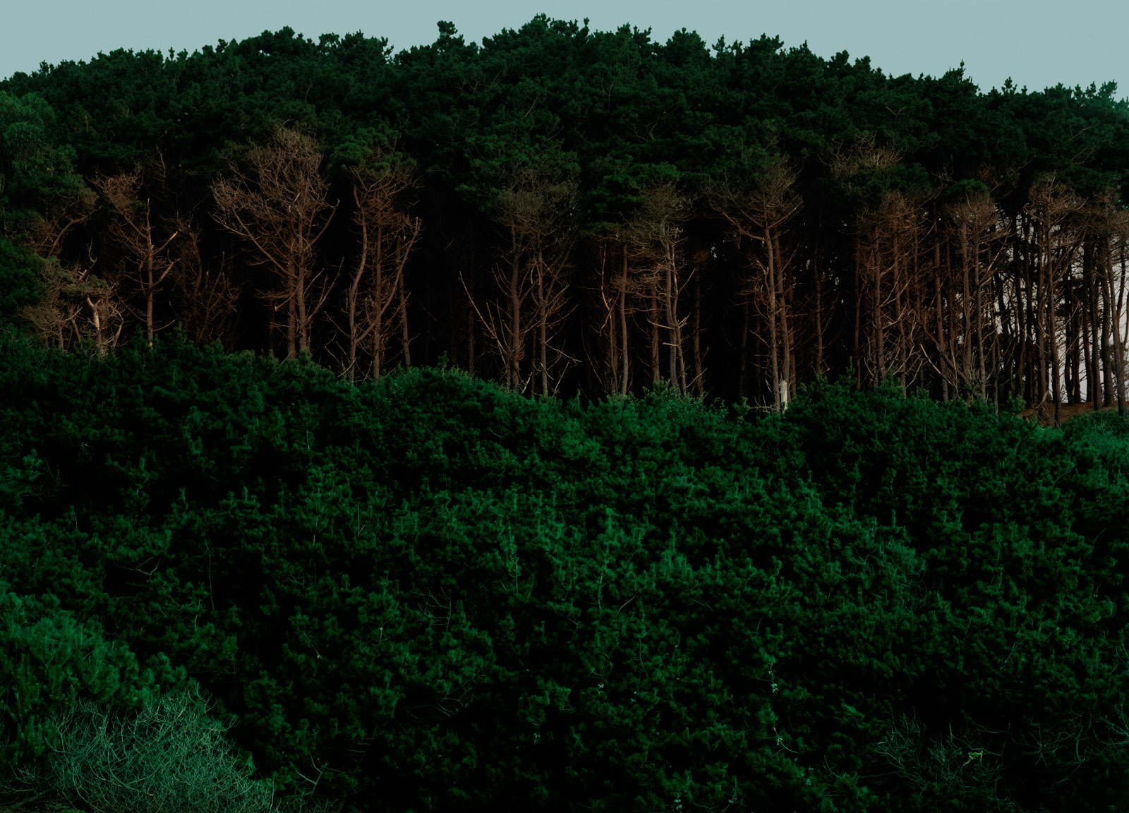 _bleak