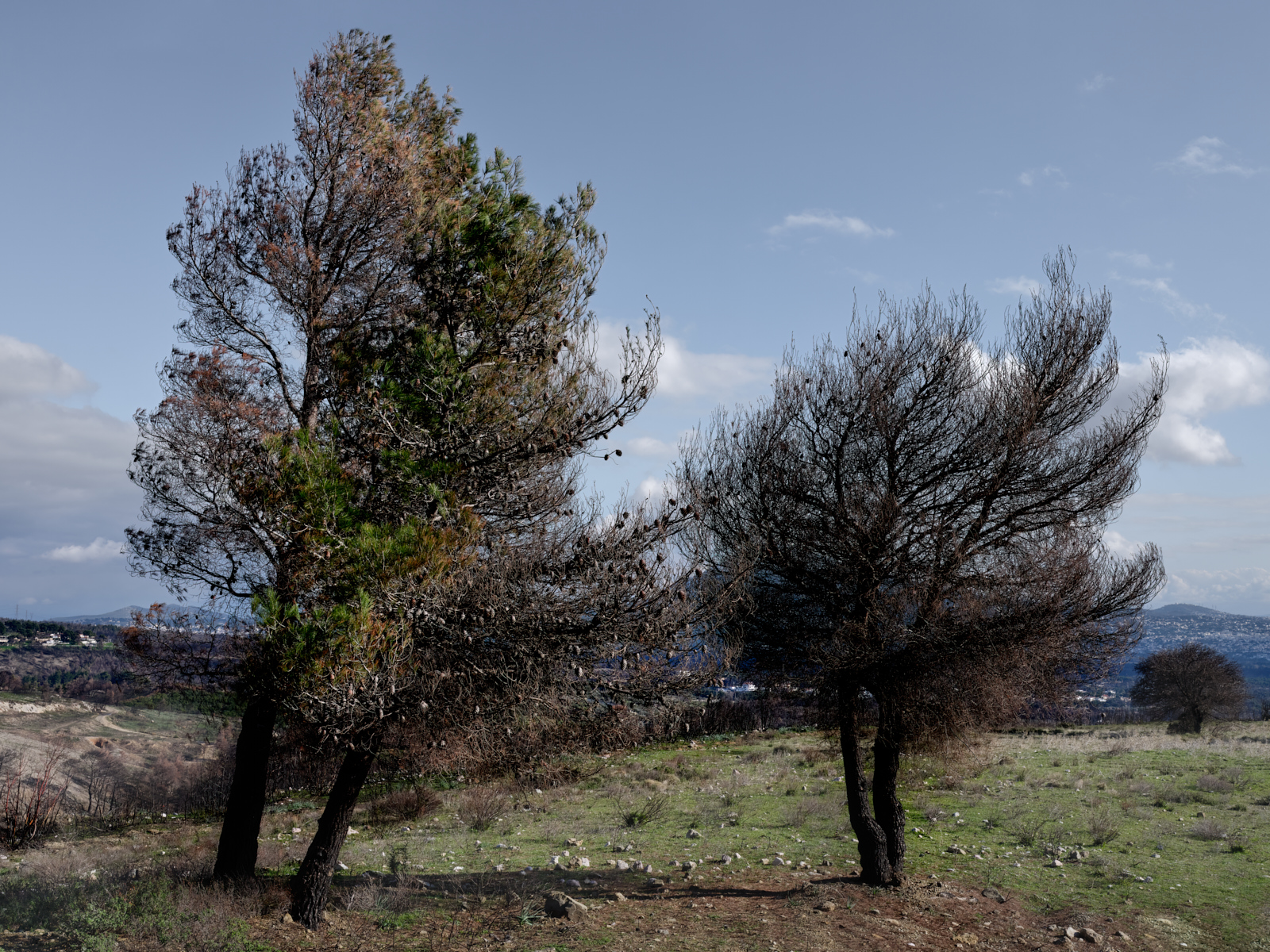 Corruptedtrees
